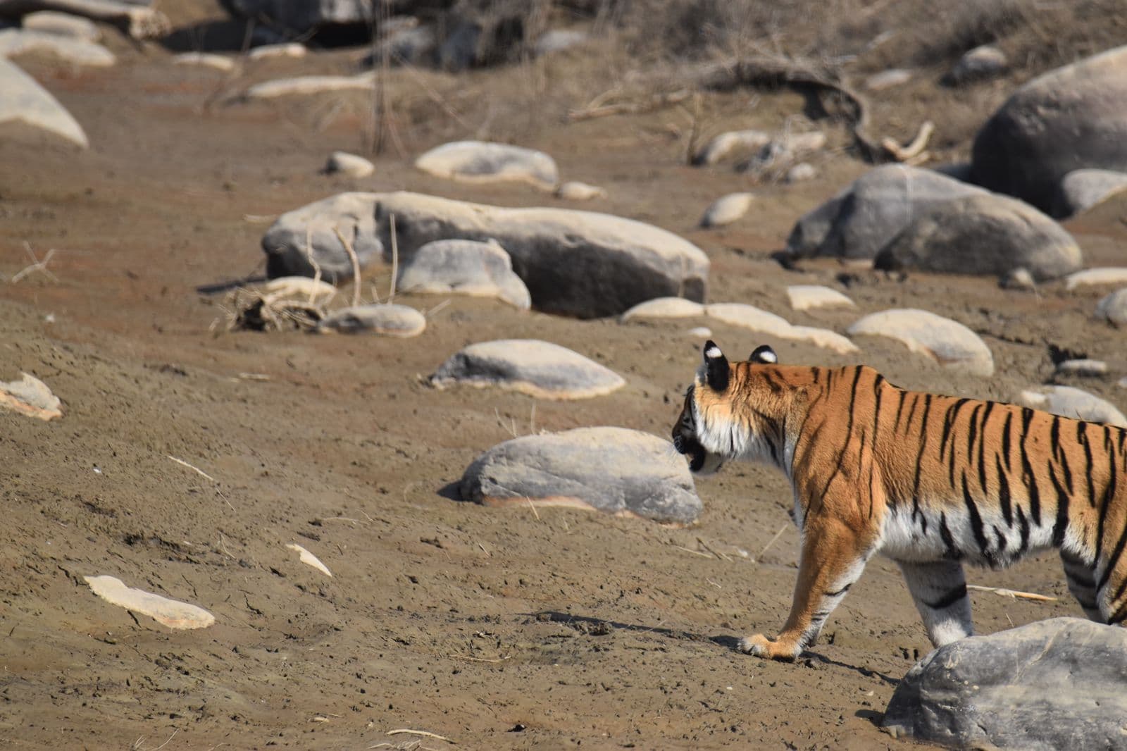 Wild Roar Safari - Safari Tiger