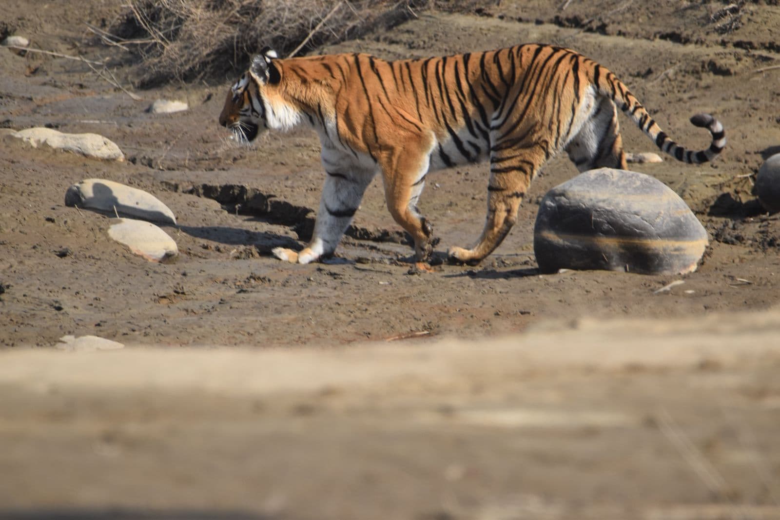 Corbett Tour Package